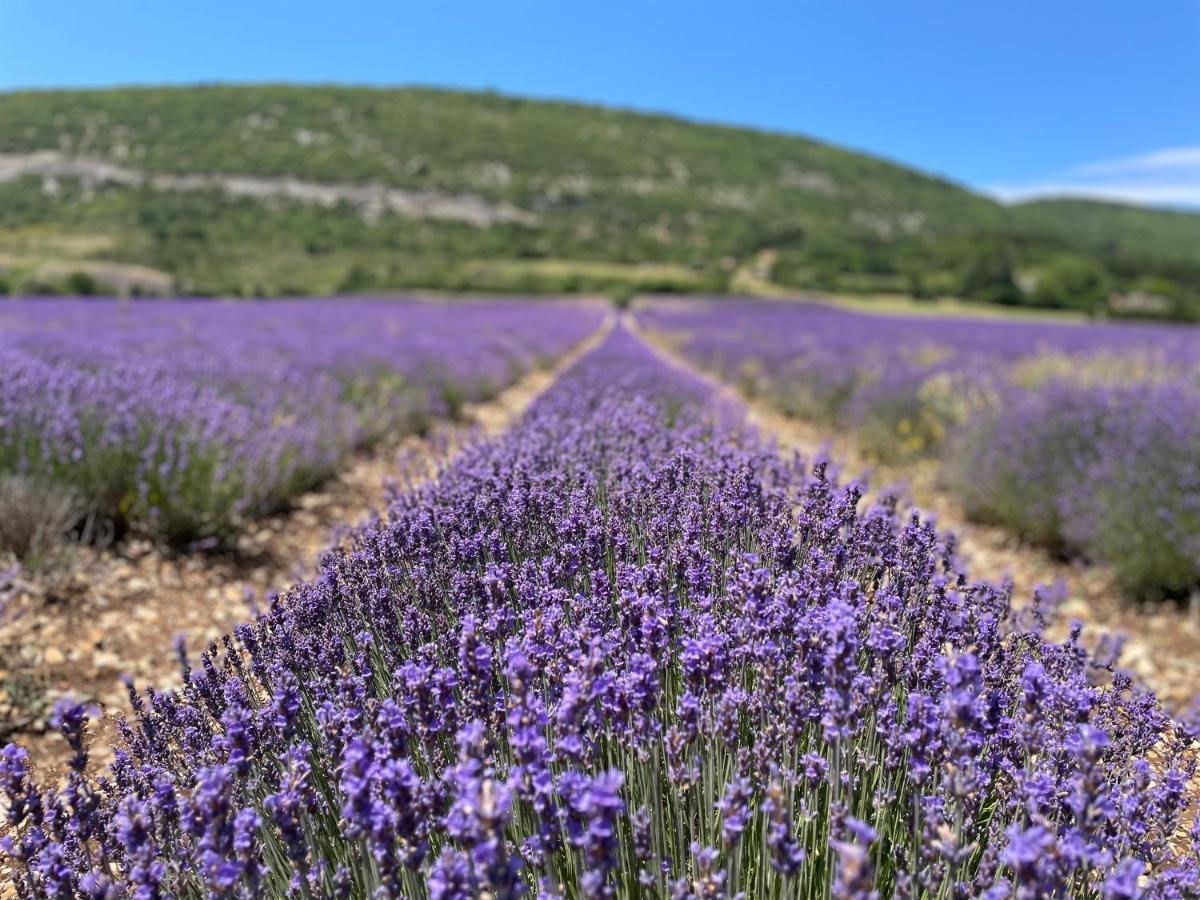 La Bastide Des Bourguets Adults Only, Mont Ventoux Bed & Breakfast Sault-de-Vaucluse Luaran gambar